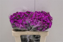 Dianthus Barb Neon Purple 50cm