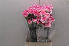 Dianthus Single Komachi 70cm