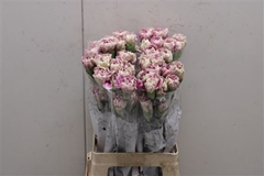 Dianthus Single Antigua 70cm