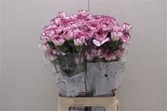 Dianthus Single Damascus 75cm