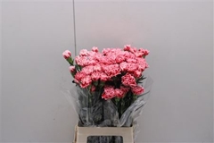 Dianthus Single Cheerio 70cm