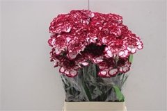 Dianthus Single Baccarat 70cm