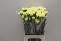 Dianthus Single Hermes 70cm