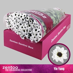 Chrysanth Santini Yin Yang 55cm 52gr.
