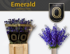Delphinium Double Delphis Emerald 70cm