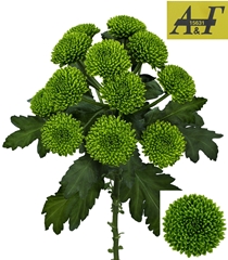 Chrysanth Spray Chikorita 70cm 70gr.