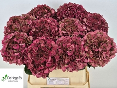 Hydrangea Pink Ruby Classic 80cm 19-21cm Hd