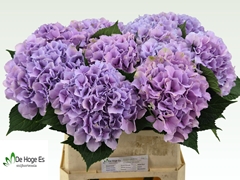 Hydrangea Royal Benefit 80cm 18-20cm Hd