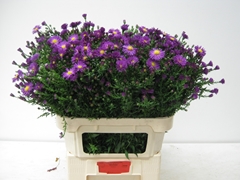 Aster Cha Cha 80cm 40gr.