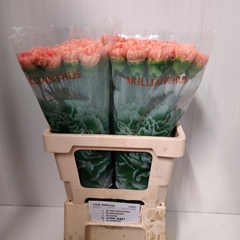 Dianthus Single Gobi 60cm