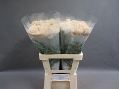 Dianthus Single Apple Tea 55cm