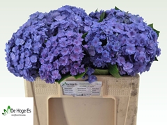 Hydrangea Beautensia Luxor Blue 50cm 16-18cm Hd