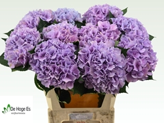 Hydrangea Royal Benefit 80cm 21-23cm Hd