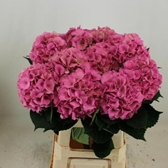 Hydrangea Royal Palace Classic 65cm 17-19cm Hd