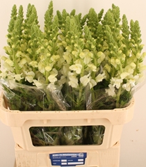 Antirrhinum Potomac Ivory White 70cm