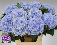 Hydrangea Verena Blue 80cm 21-23cm Hd