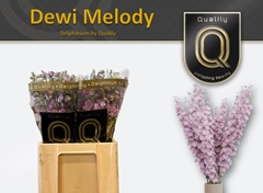 Delphinium Double Dewi Melody 60cm