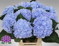 Hydrangea Verena Blue 65cm 19-21cm Hd