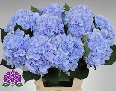 Hydrangea Verena Blue 60cm 17-19cm Hd