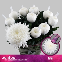 Chrysanth Single Tutu 70cm 105gr.