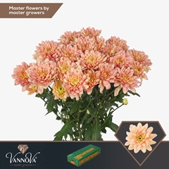 Chrysanth Spray Baltica Salmon 70cm 85gr.
