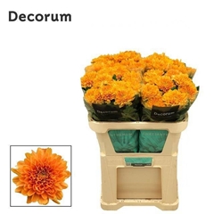 Chrysanth Single Kalimba Orange 70cm 105gr.