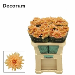 Chrysanth Single Kalimba Salmon 70cm 105gr.