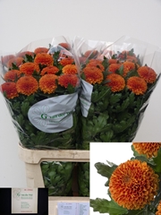 Chrysanth Single Paladov Dark 80cm 80gr.