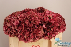 Hydrangea Pink Ruby Classic 50cm 16-18cm Hd