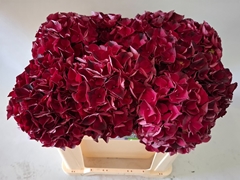 Hydrangea Dark Ruby 50cm 15-17cm Hd