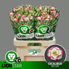Eustoma Double Rosita Pink Picotee 70cm