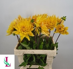 Dahlia Gelber Vulcan 60cm