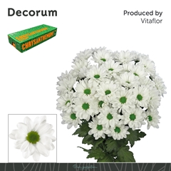 Chrysanth Spray Chic 70cm 85gr.