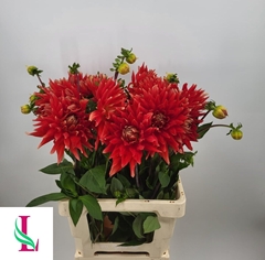Dahlia Vulcan 60cm
