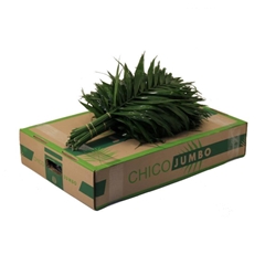 Chamaedorea Chico Leaf Per Bunch 45cm
