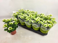 Chrysanth Splash Meadow 12Ø 24cm