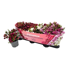 Gaultheria Mucronata 10Ø 15cm