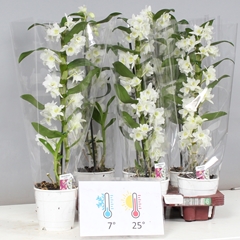Dendrobium Nobile Cultivars 12Ø 55cm 1st