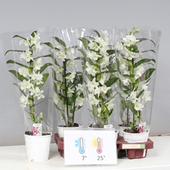 Dendrobium Nobile Cultivars 12Ø 50cm 1st