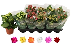 Kalanchoe Double Rosaline Mix 12Ø 27cm