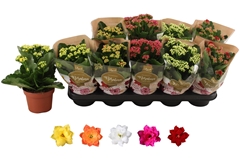 Kalanchoe Double Rosaline Mix 12Ø 27cm