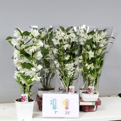 Dendrobium Nobile Cultivars 12Ø 50cm 2st