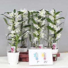 Dendrobium Nobile Cultivars 12Ø 45cm 1st
