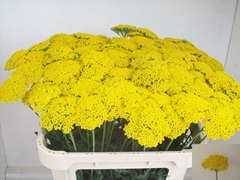 Achillea Filipendulina Parker's Variety 70cm