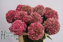Hydrangea Glowing Alps Classic 80cm 20-22cm Hd