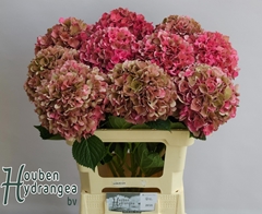 Hydrangea Glowing Alps Classic 60cm 17-19cm Hd