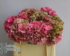 Hydrangea Glowing Alps Classic 50cm 15-17cm Hd