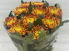Chrysanth Single Fuego 75cm 120gr.