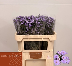 Aster Astee Milka 70cm 25gr.