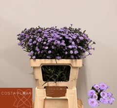Aster Astee Milka 60cm 20gr.